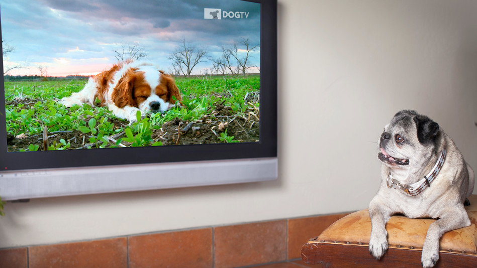 DogTV: lanzan un "Netflix" para perritos con contenido especificamente curado