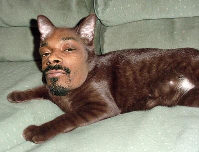 Snoop Cat - todos quieren compartir escenario con él