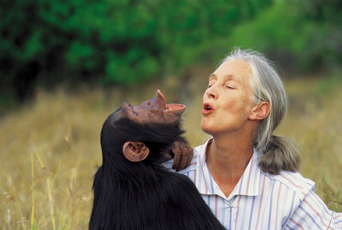 jane goodall