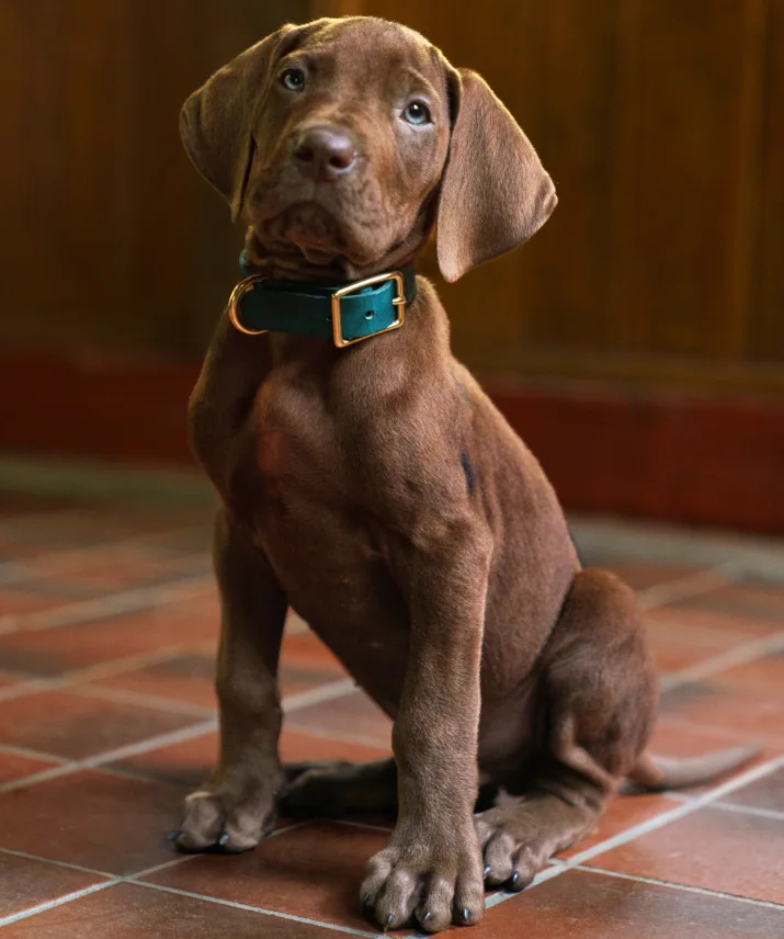Scooby-Doo