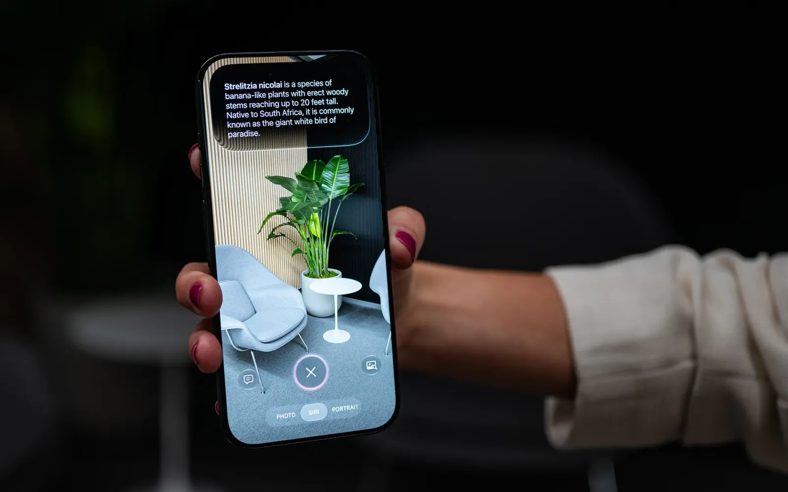 Una persona usa la cámara de un iPhone para identificar una planta en pantalla