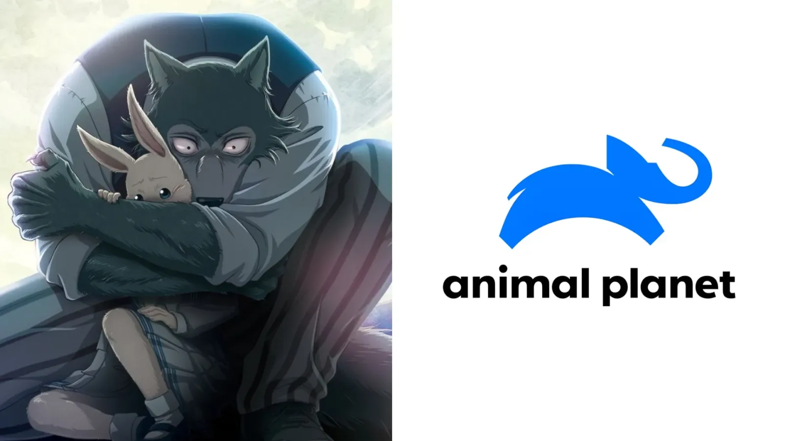 Legoshi abraza a Haru en un arte de Beastars, junto al logo de Animal Planet