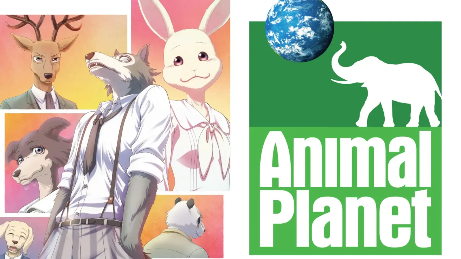 Legoshi, Haru, Louis y otros personajes de Beastars junto al logo de Animal Planet
