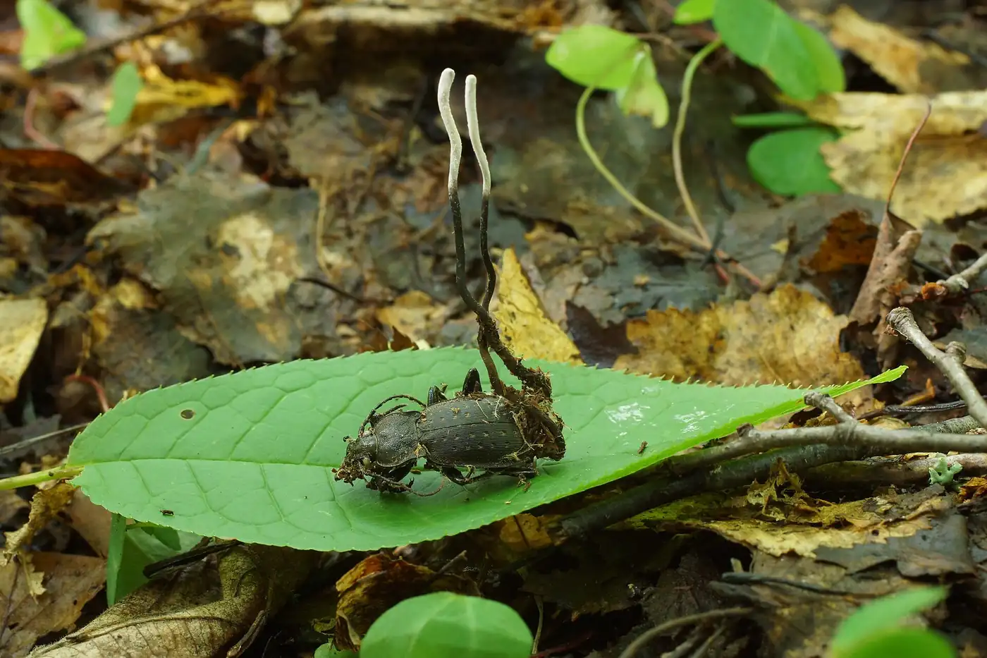 Un escarabajo muerto sobre una hoja con el hongo Ophiocordyceps creciéndole del cuerpo